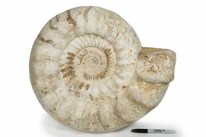 Huge Jurassic Ammonite (Kranosphinctes) Fossil - Madagascar #279776